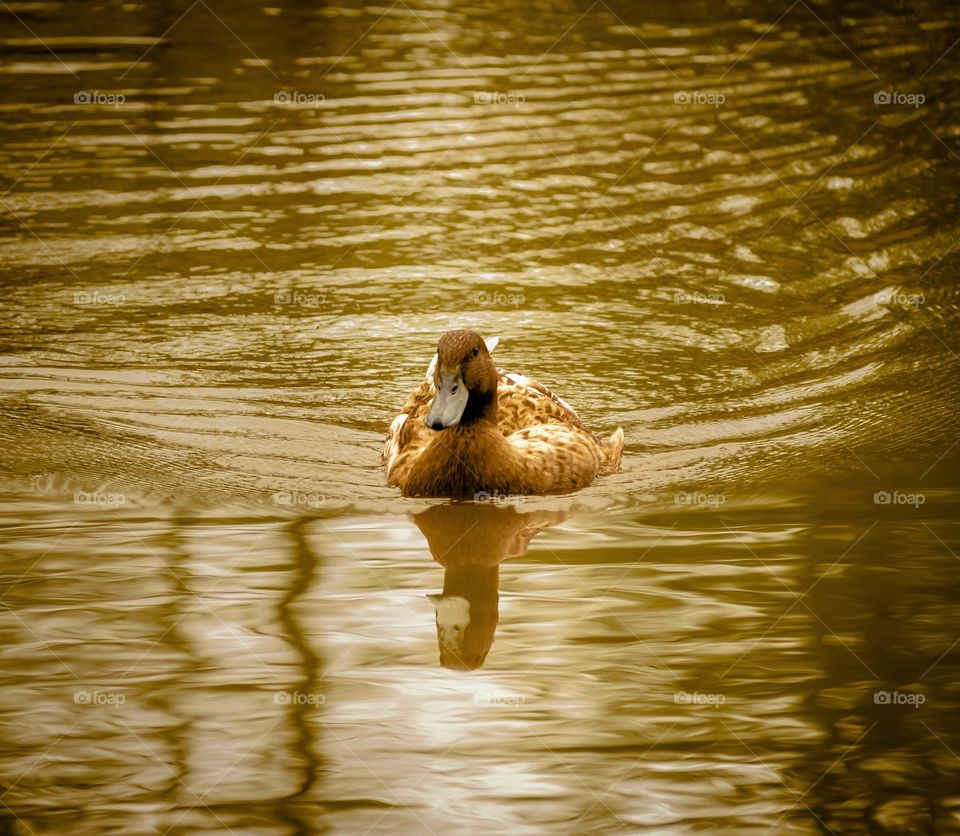 Brown duck in murky pond