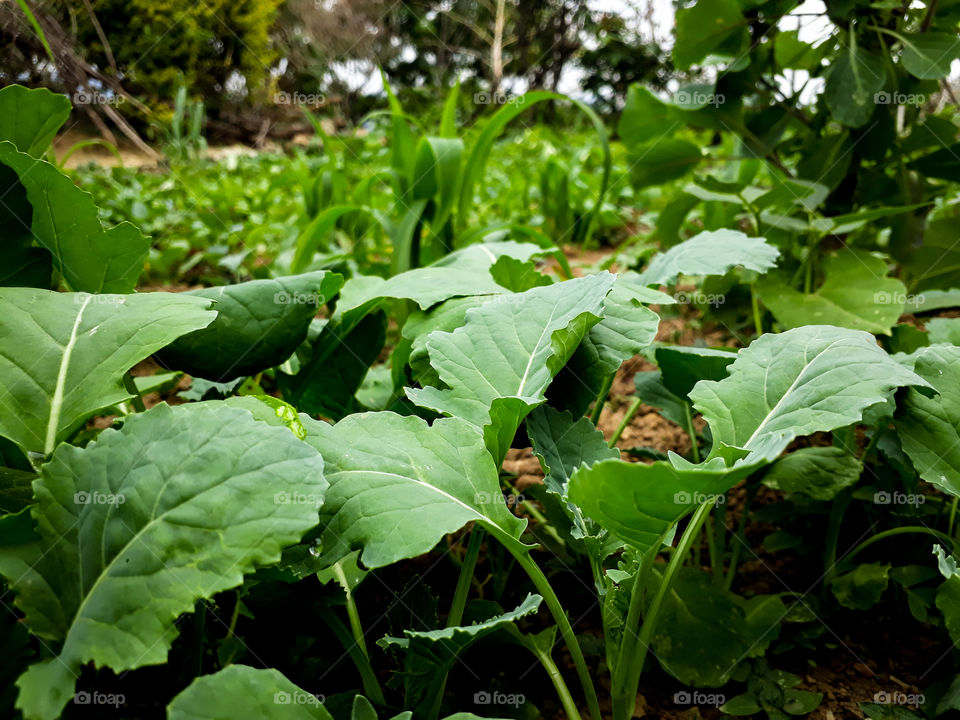 The growth of canola plants