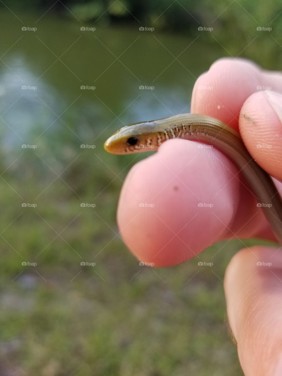tiny snake