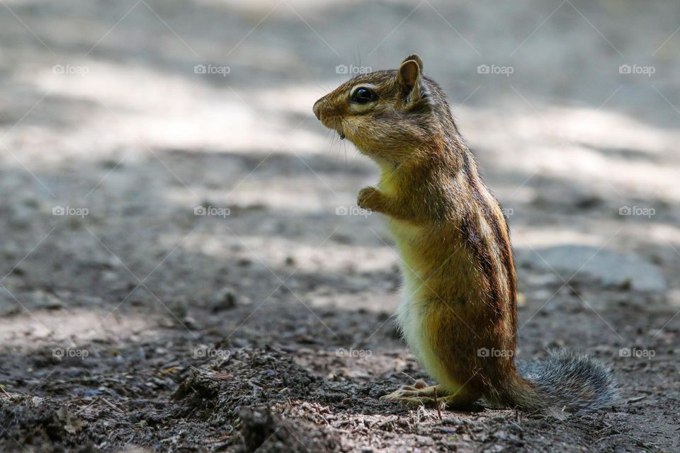 Little chipmunk on a path in the forest