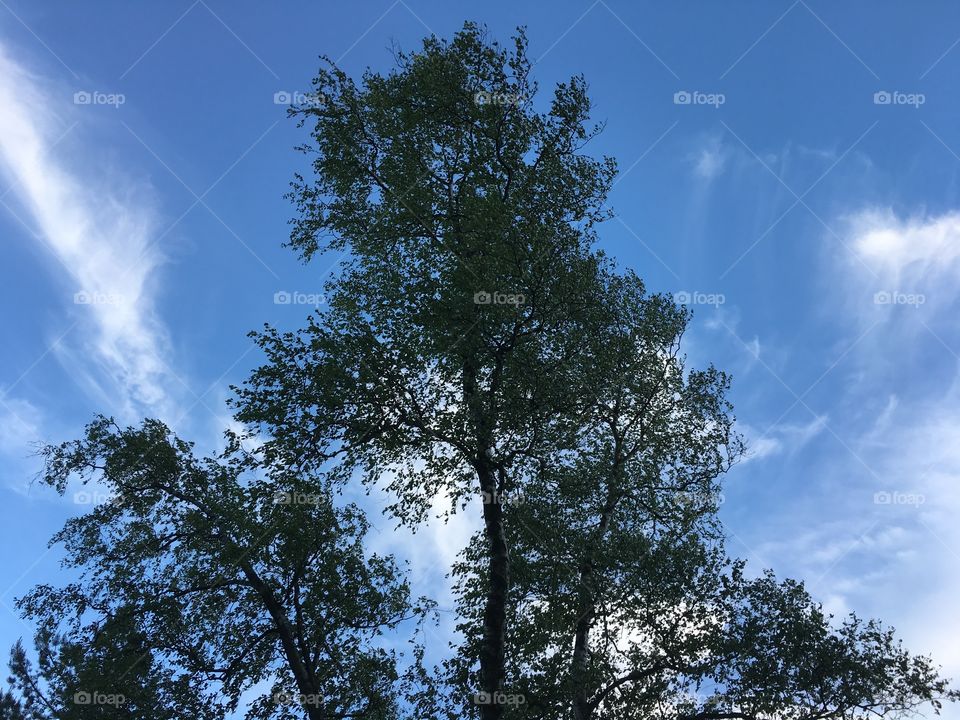 Fluffy clouds behind a silouette of trees