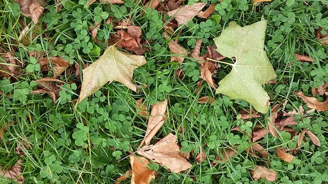 Autumn leaves