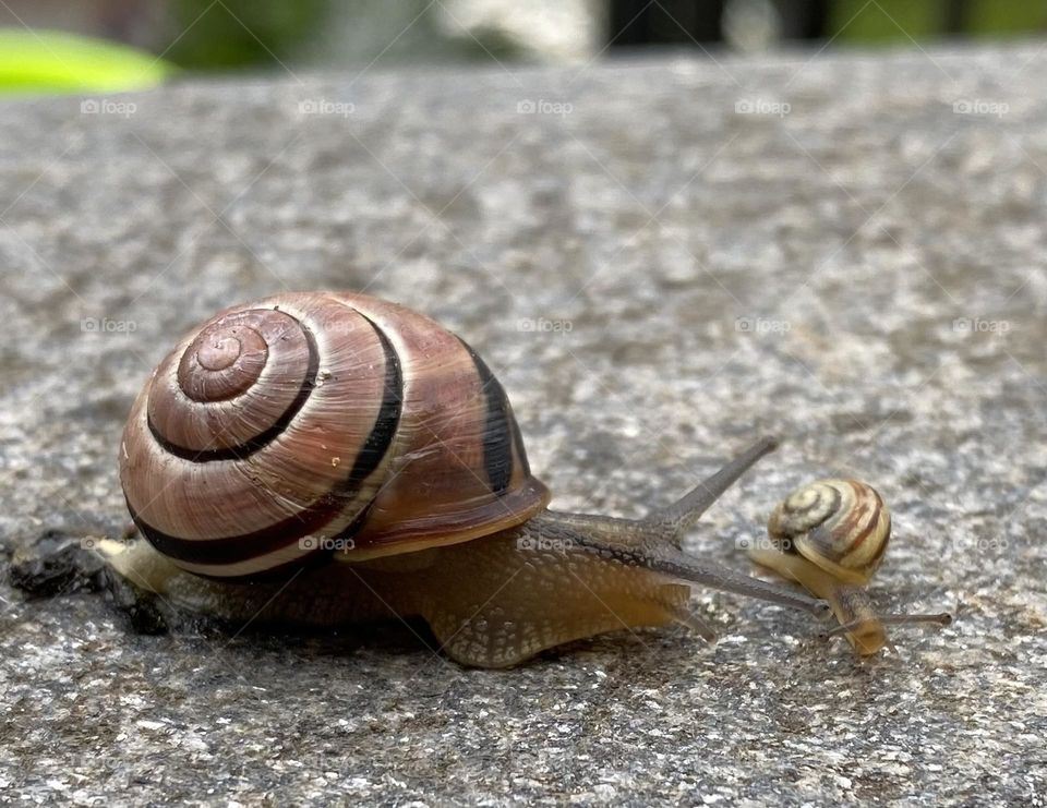 mother snail with her baby snail
