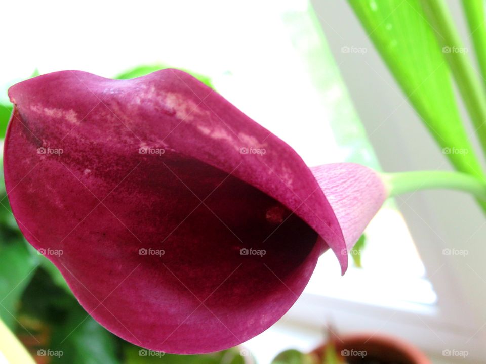 lilac calla on my window