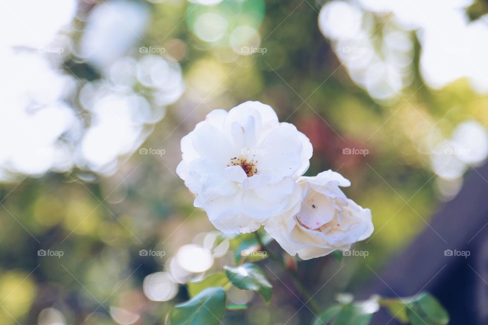 White flowers in bloom