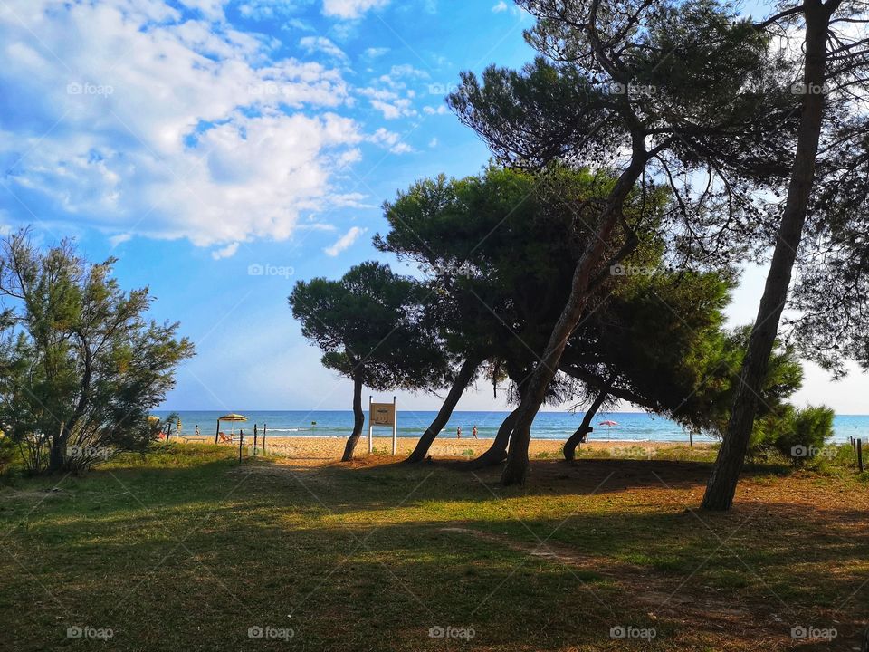 sea ​​pines bent by the wind on the beach