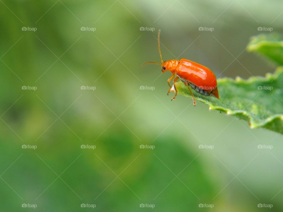 Orange bug on green leaves