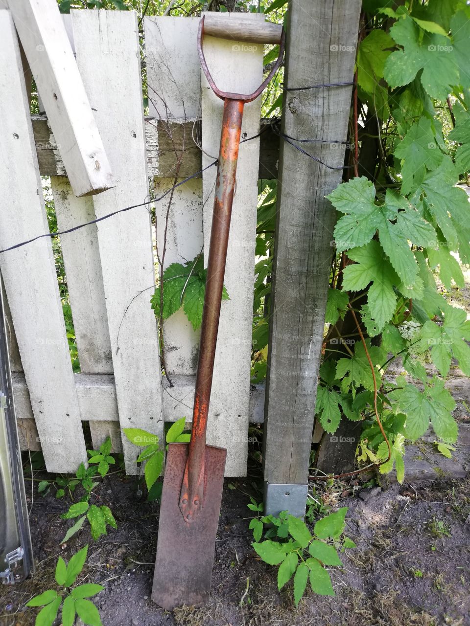 An old rusty spades, which iron part was earlier red, is inside the soil, leaning on the white board of the fence. A wooden handle. In a metallic fencepost an unpainted pole, green plants growing in the backyard.