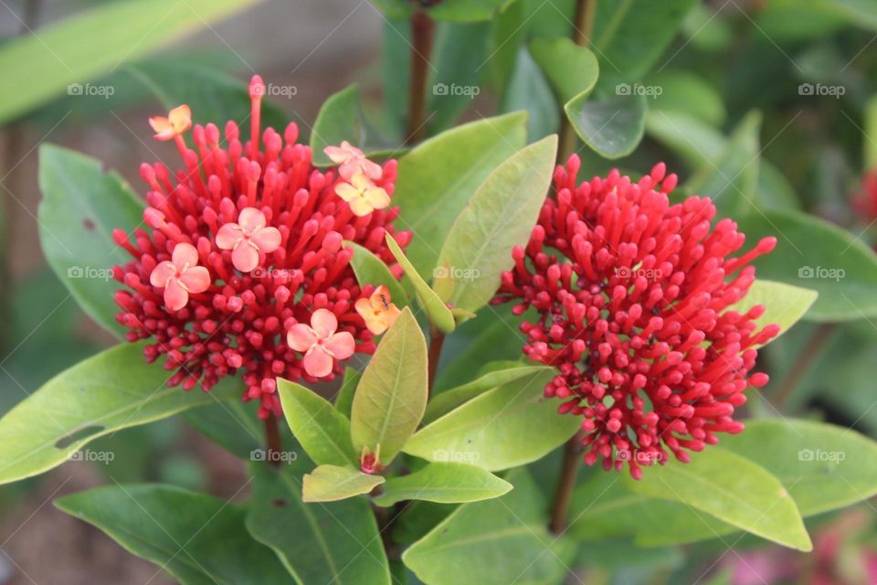 wild flower are blooming