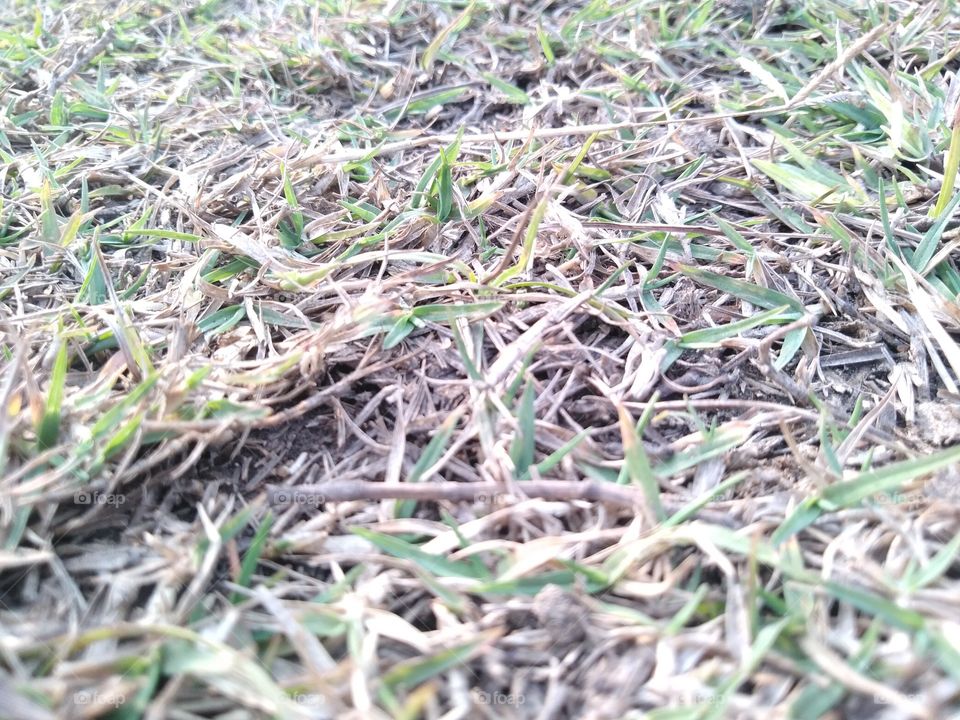 little grass