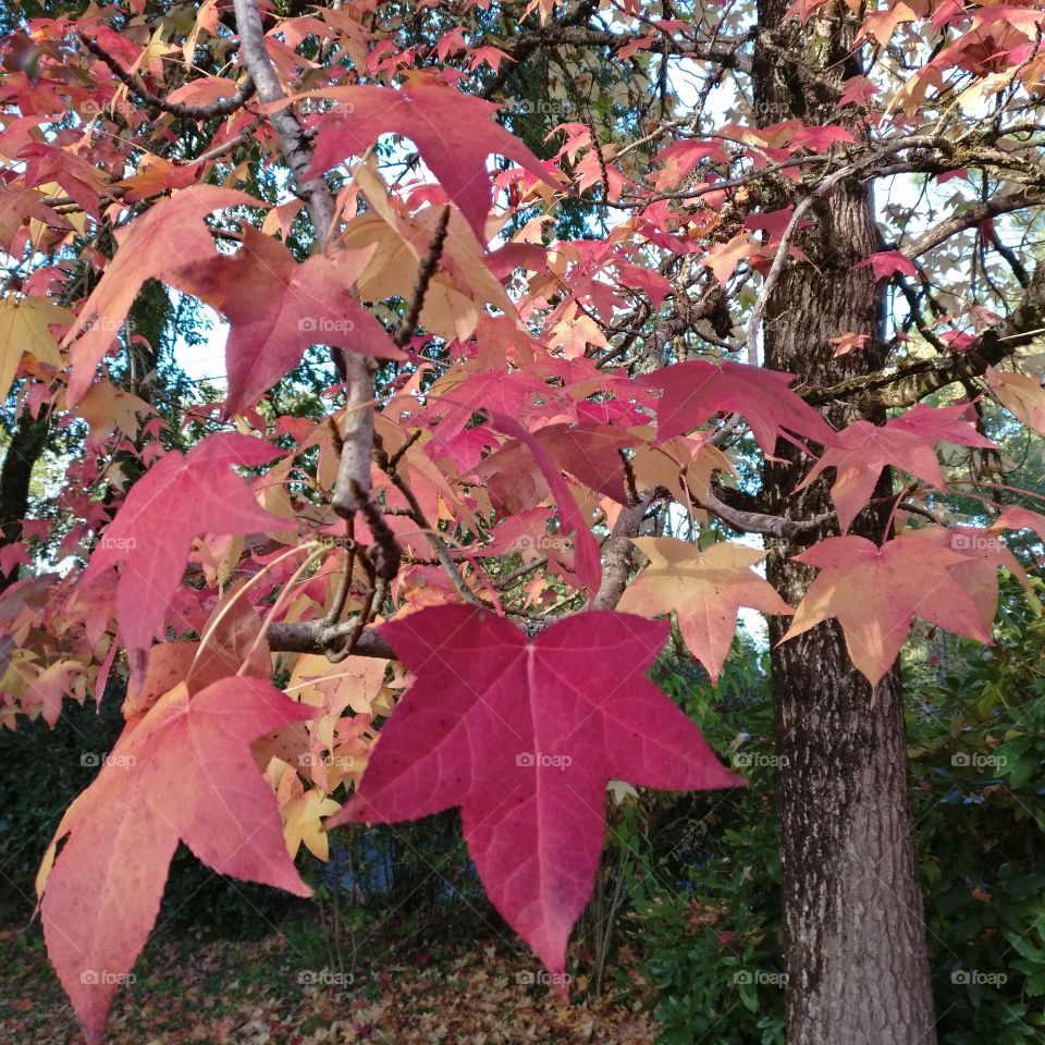 Red Automn leaves