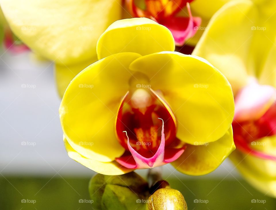 Close-up of orchid flower