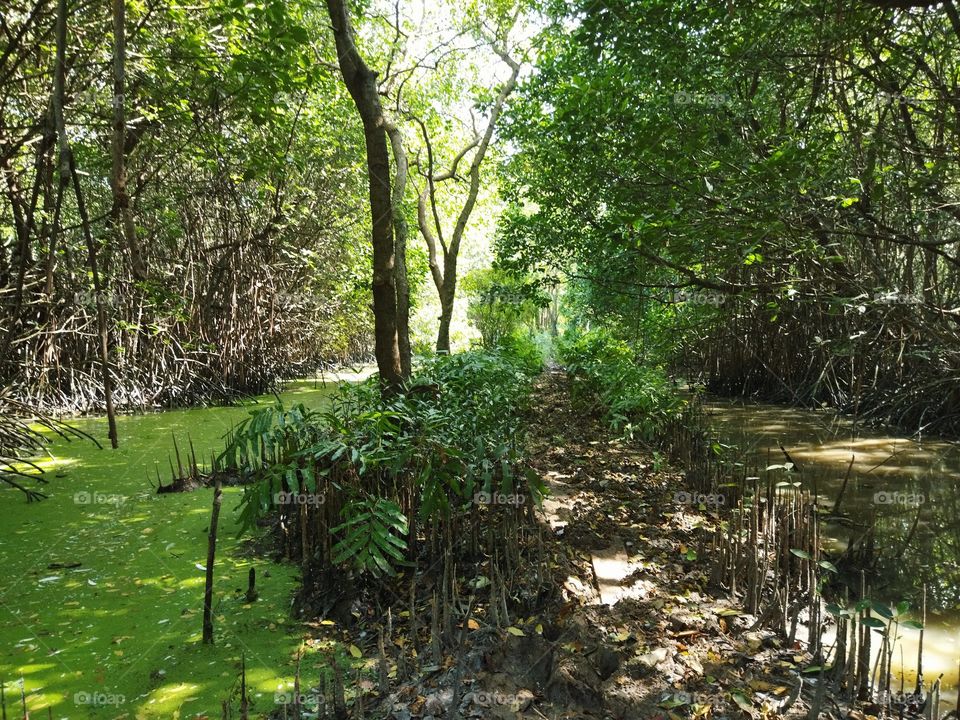 a swamp with a very beautiful mangrove forest. as well as a one-way road ahead