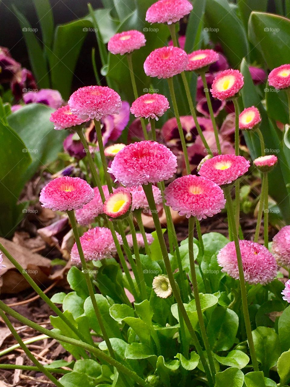 Pink button flowers 