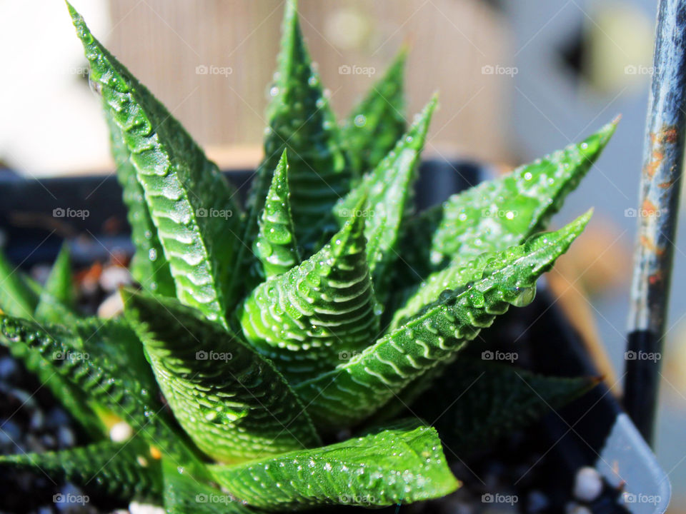 A closeup of a succulent in my garden, Haworthia limifolla, native to South Africa. Droplets formed on the ridges of the leaves after its morning misting. 