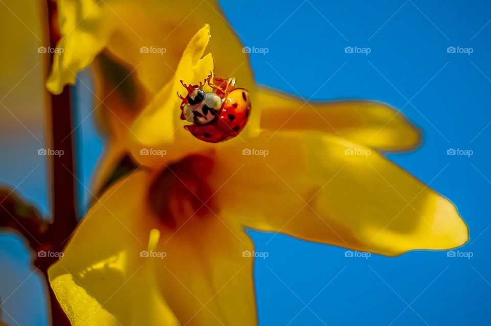 A ladybug at the yellow flower