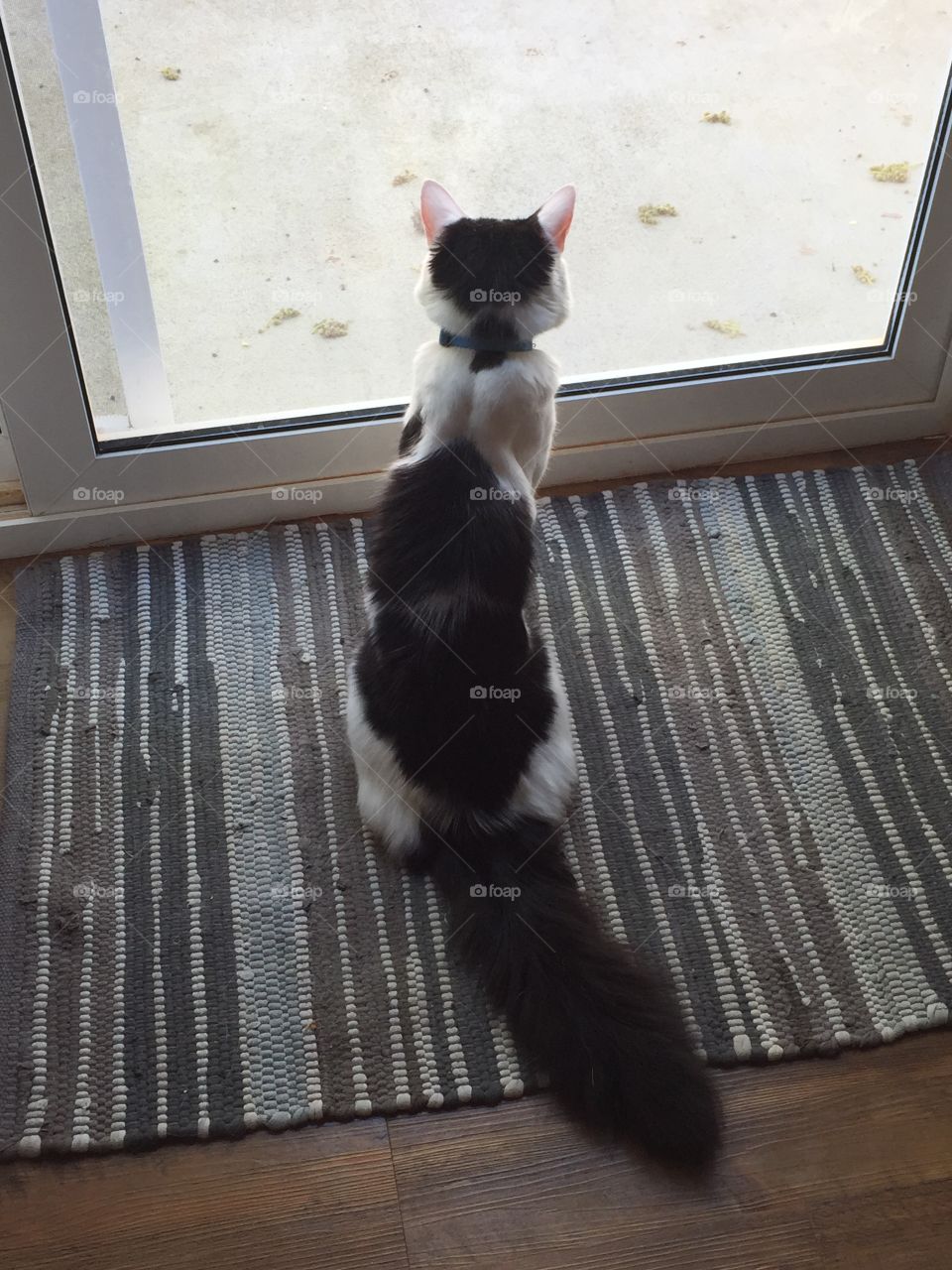 Bird watching cat