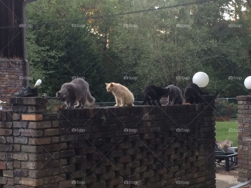 Cats on a wall