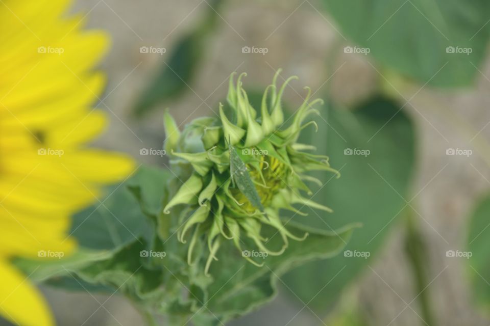 Sunflower bud