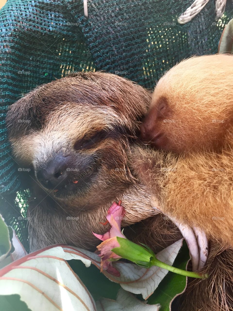 Mom and baby sloth 