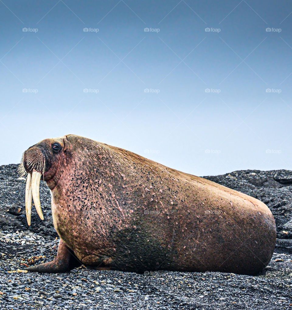 Wild nature of Spitsbergen 