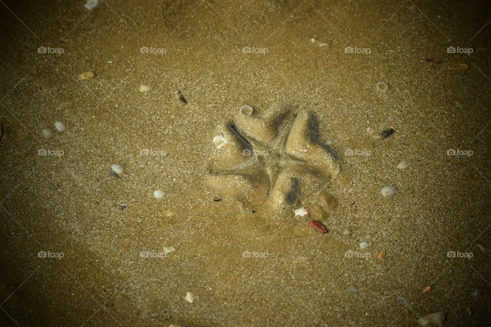 star fish disappeared in the sand 🌟
