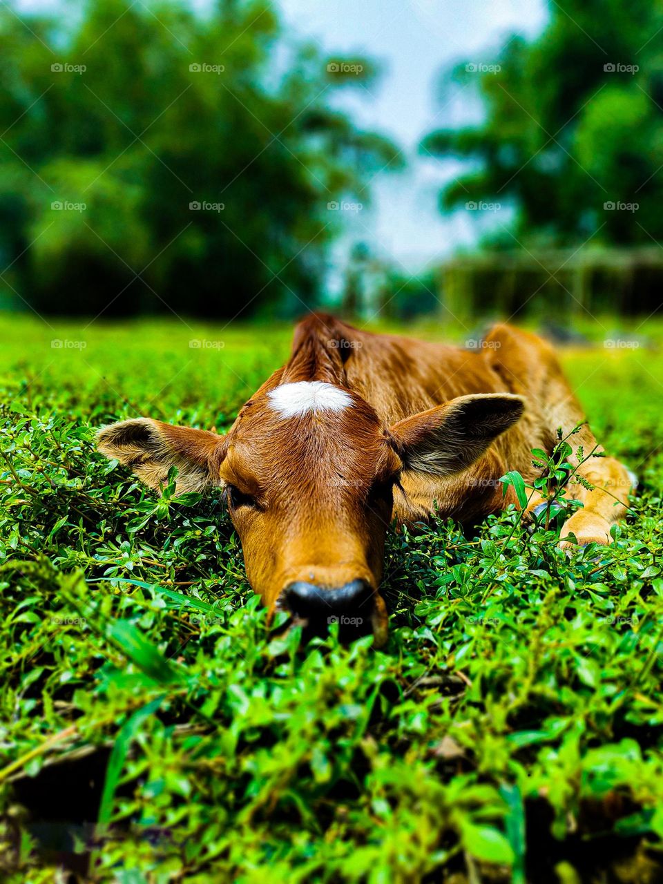 This calf is ours.  I took photos of this calf.  Calf survival is very beautiful.  There is a white spot on the forehead.  So the animal looks very beautiful.