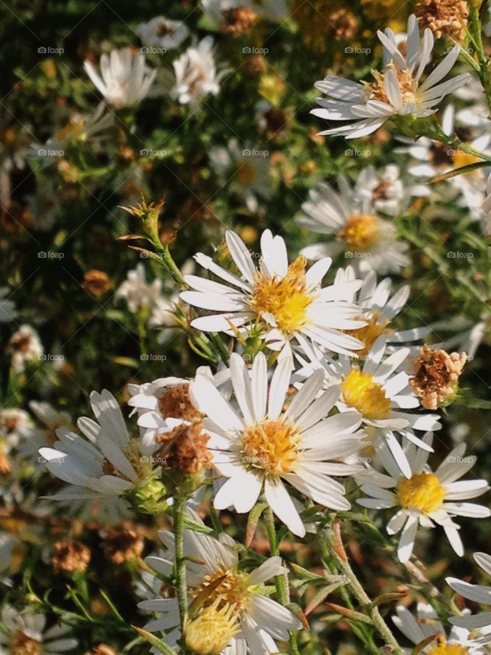 Daisies in the summer