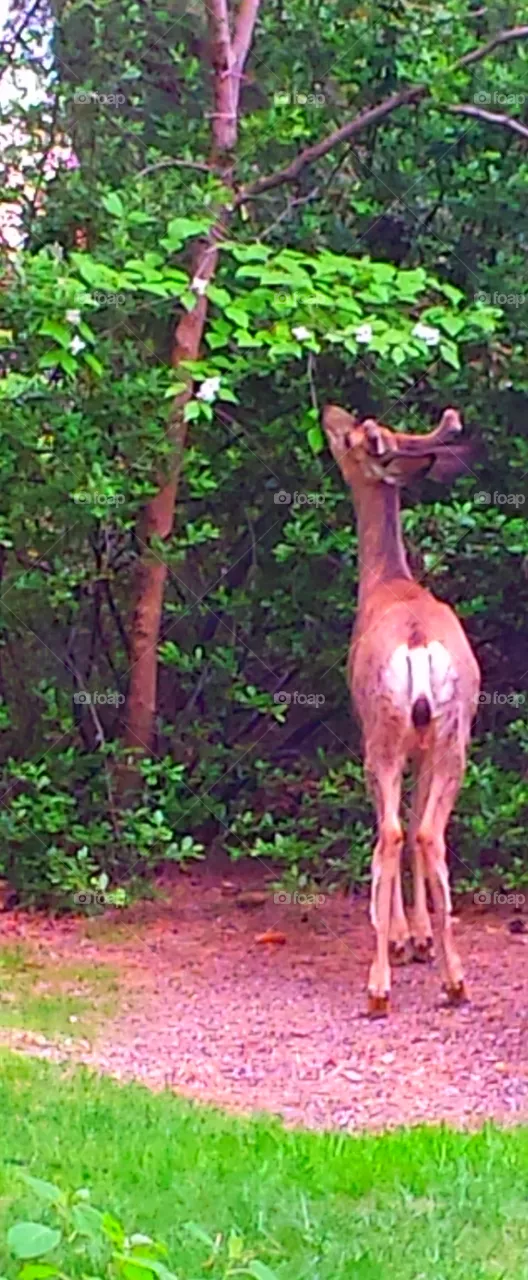 Young Buck