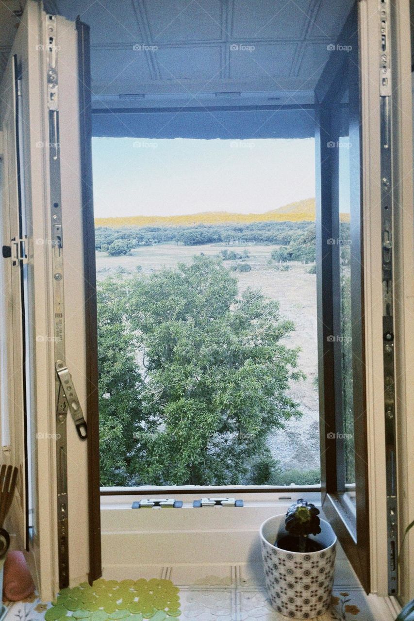 The meadow through my window