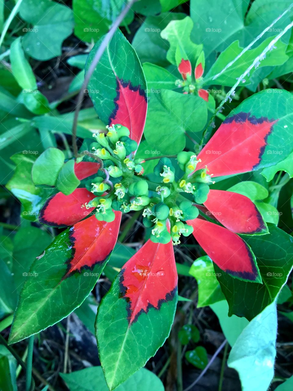 Almost like a poinsettia, Hawaiian style