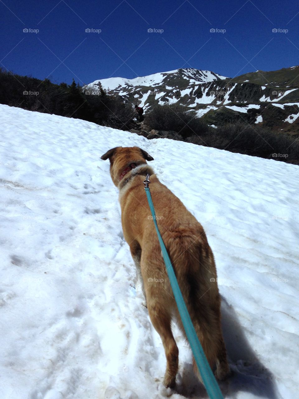 Snowy Mountain Trail in June
