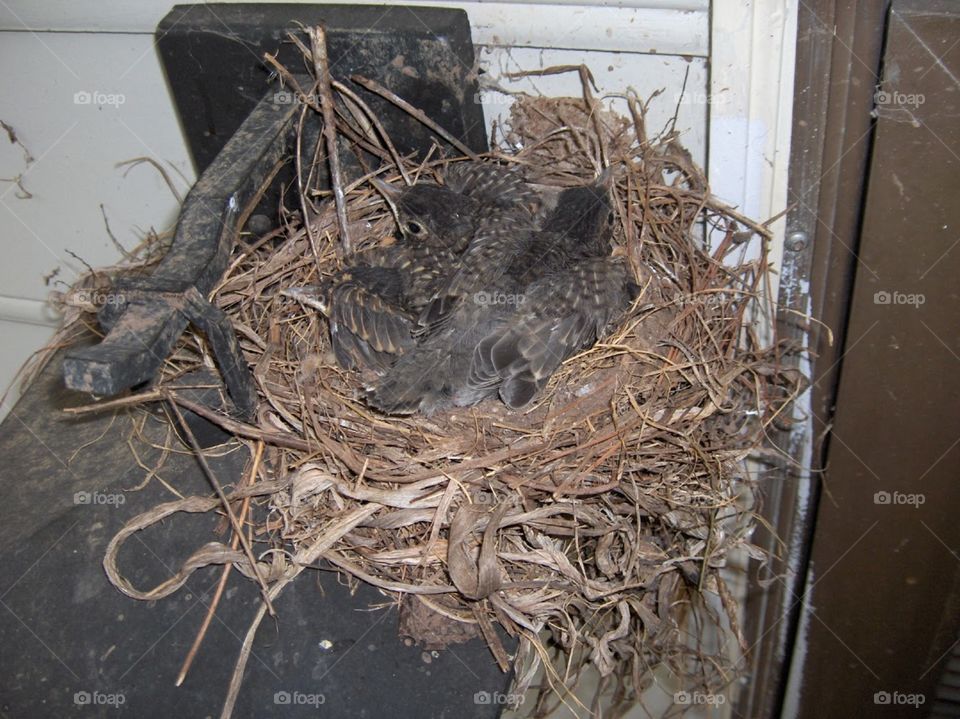 Robin nest- stage 4