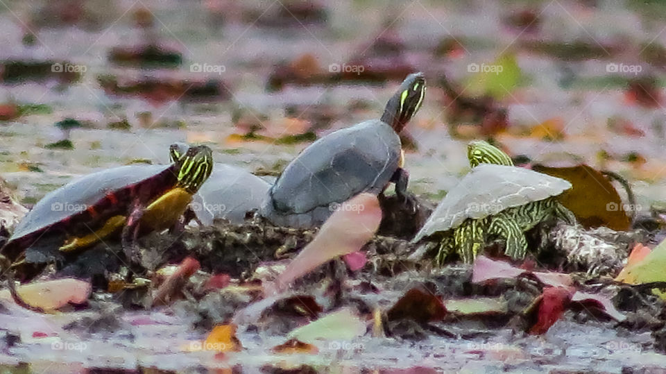 Painted Turtle pile up