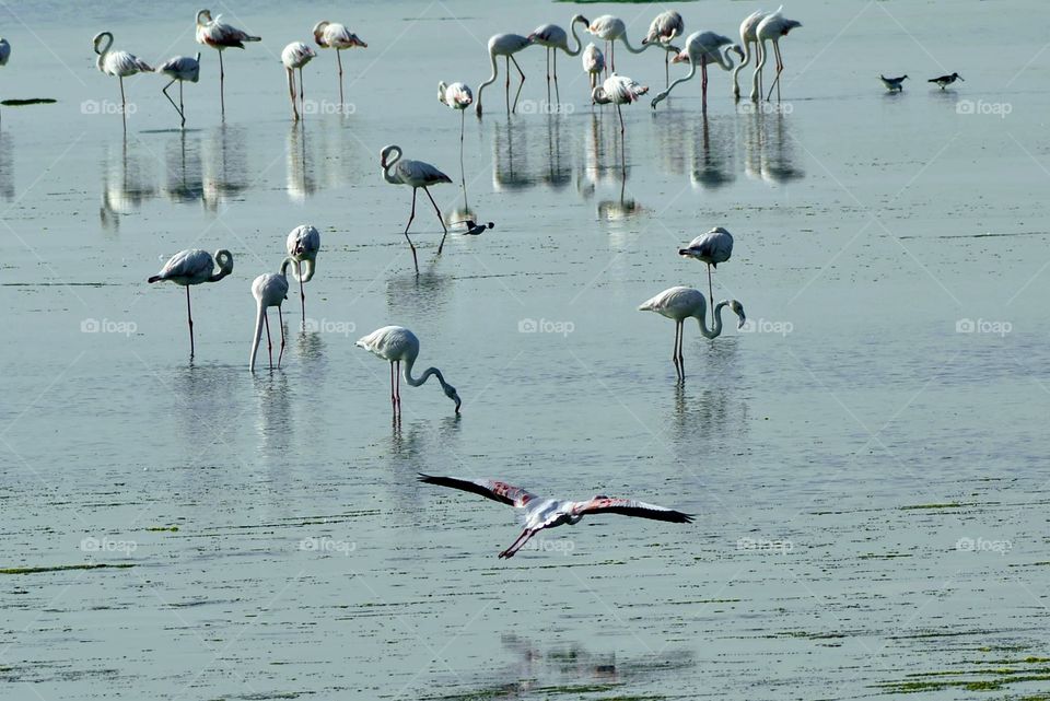 Flamingos at Bahrain
