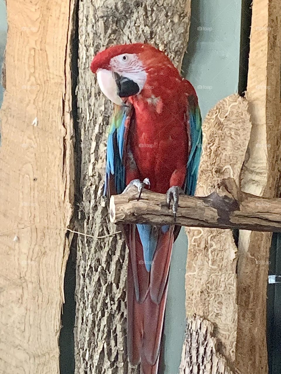 Large colourful parrot on a perch 