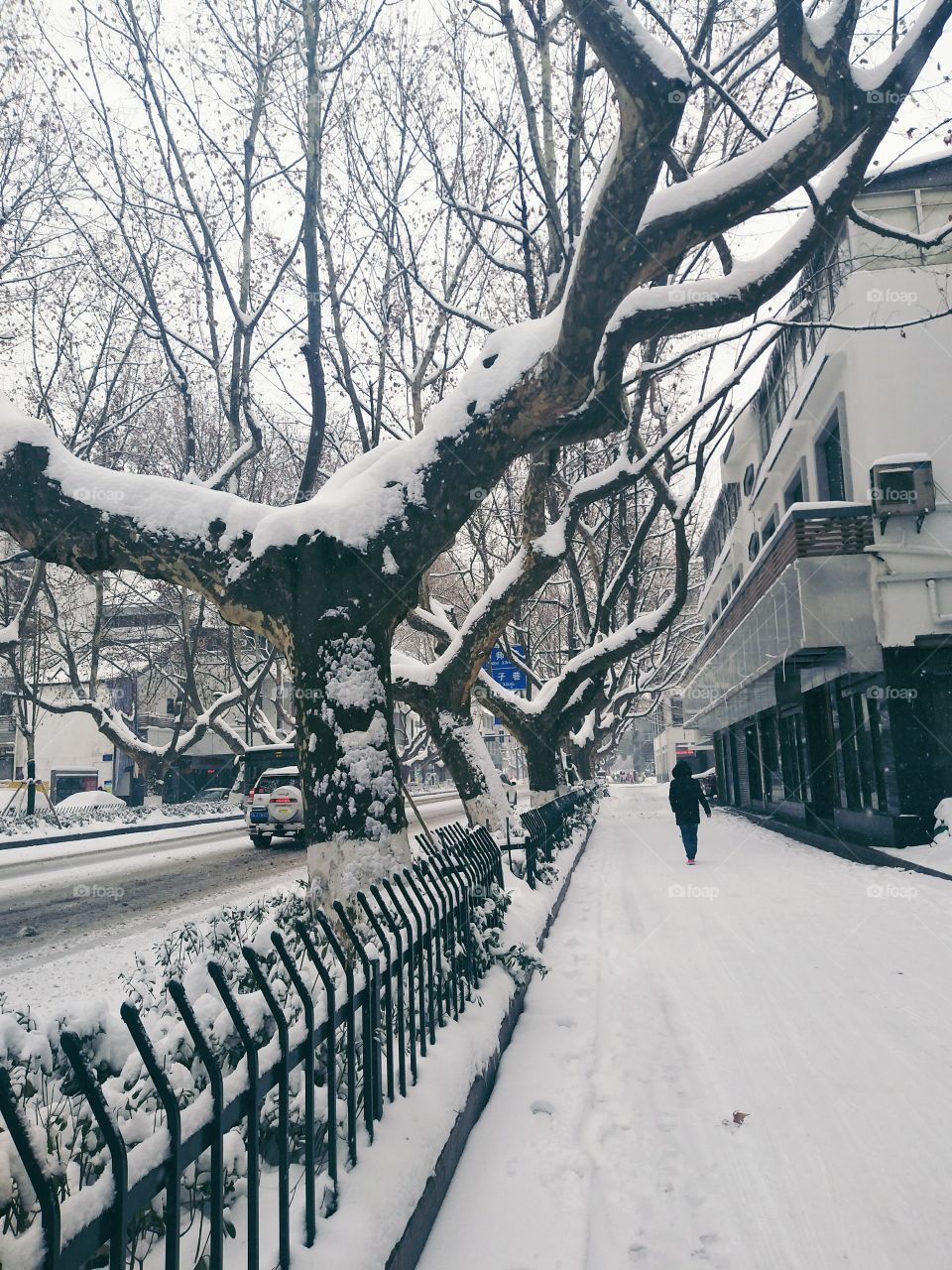 Winter, Snow, Cold, Frost, Ice