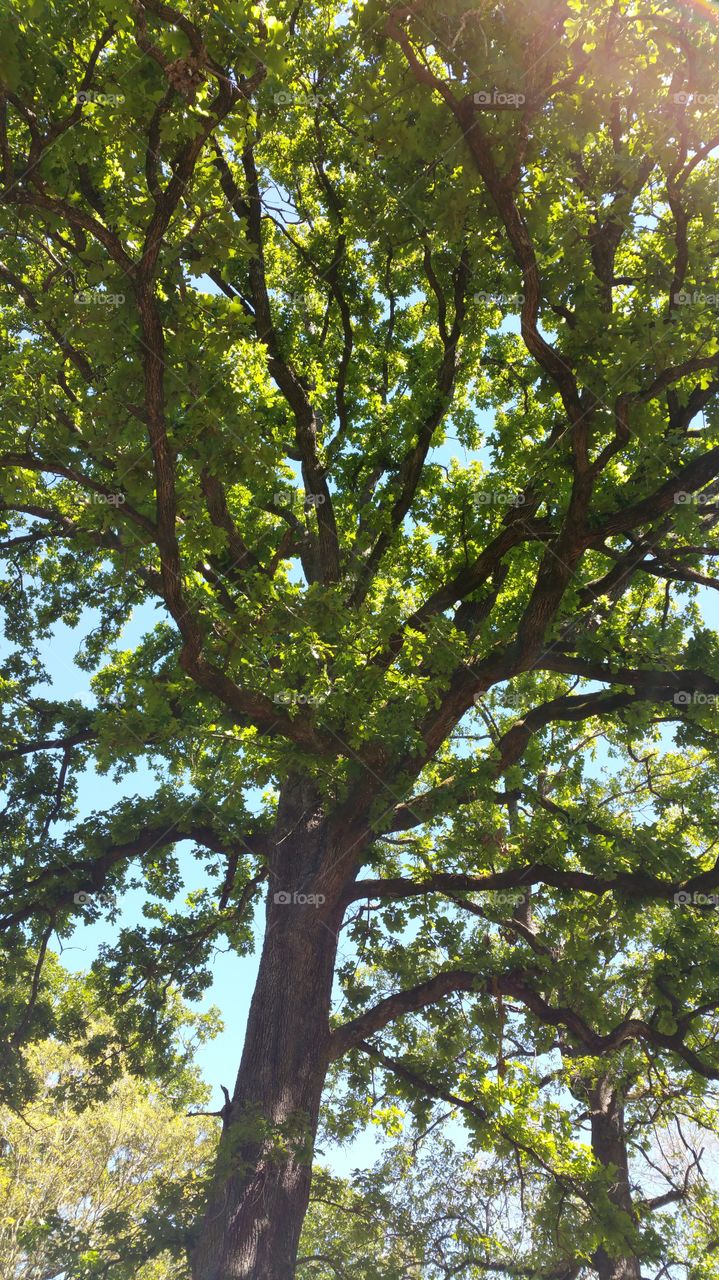 Spring time Oak Tree