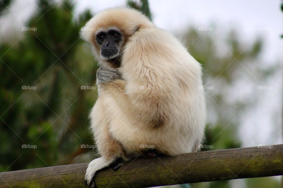 southlakes wild animal park zoo monkey southlakes animal park by sicksaint77
