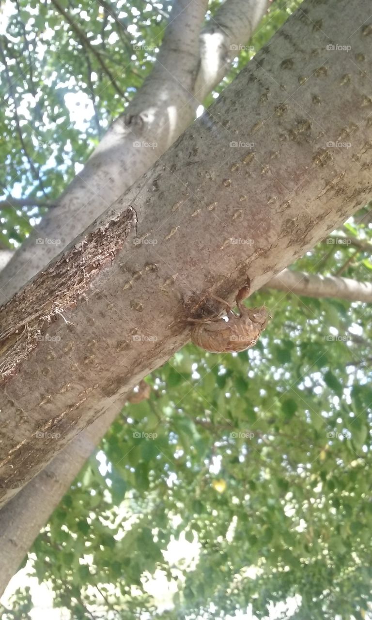 bugs on trees!