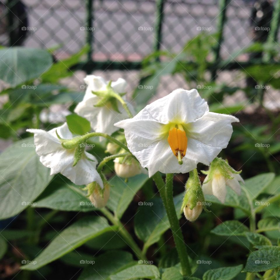 Urban Gardening - Kartoffel Blüte weiß