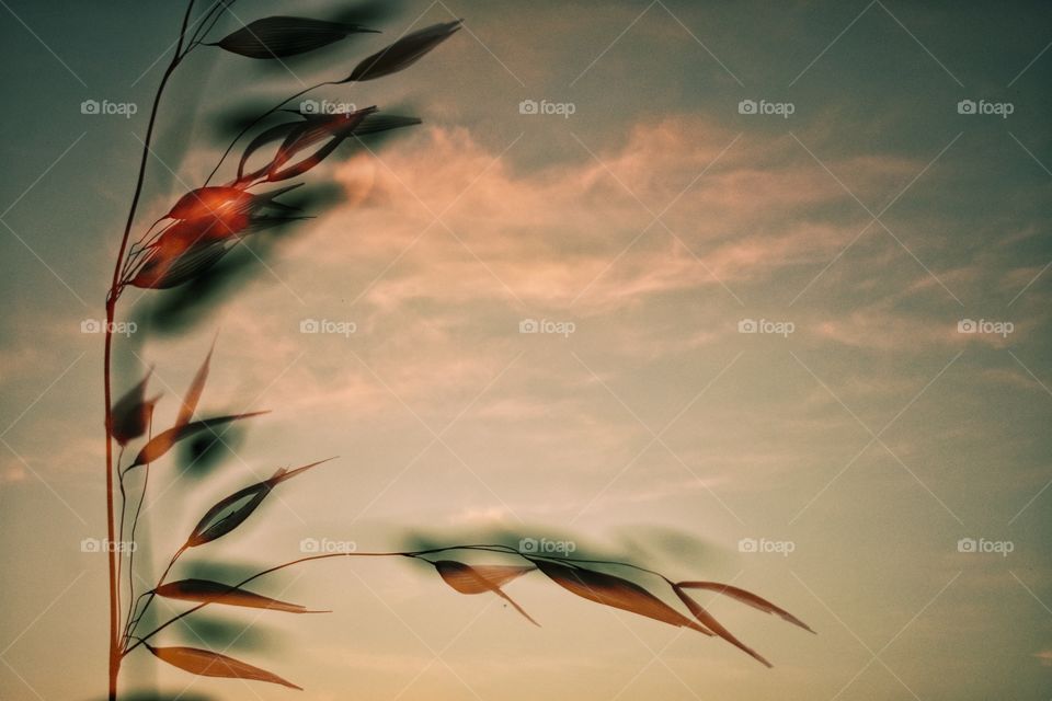 Against the sunset sky