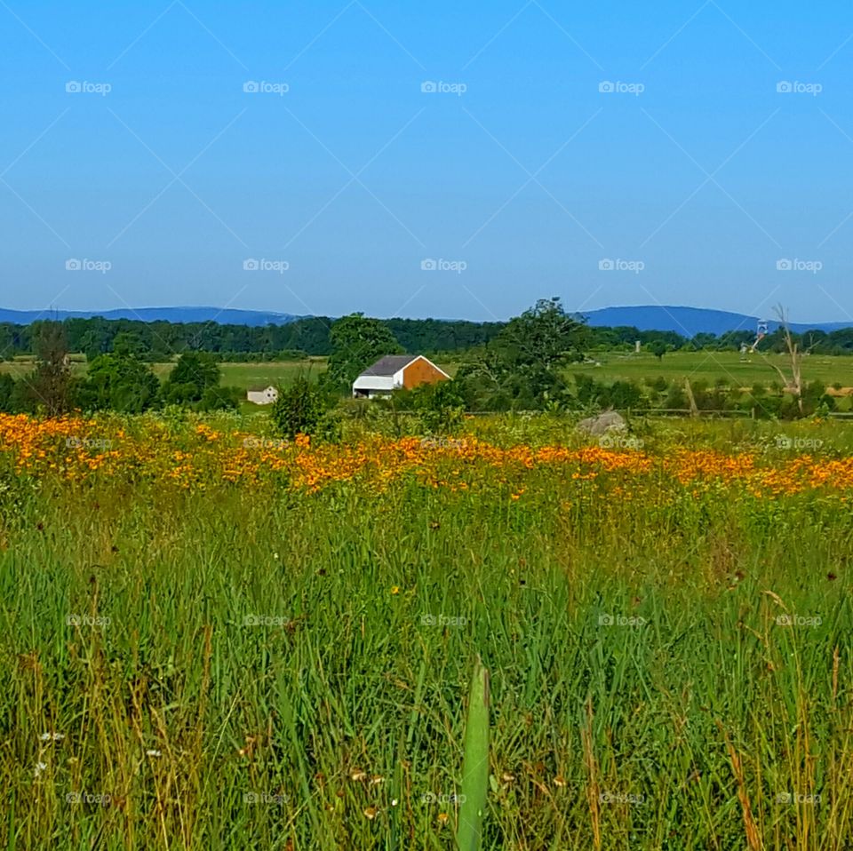 the house in the meadow