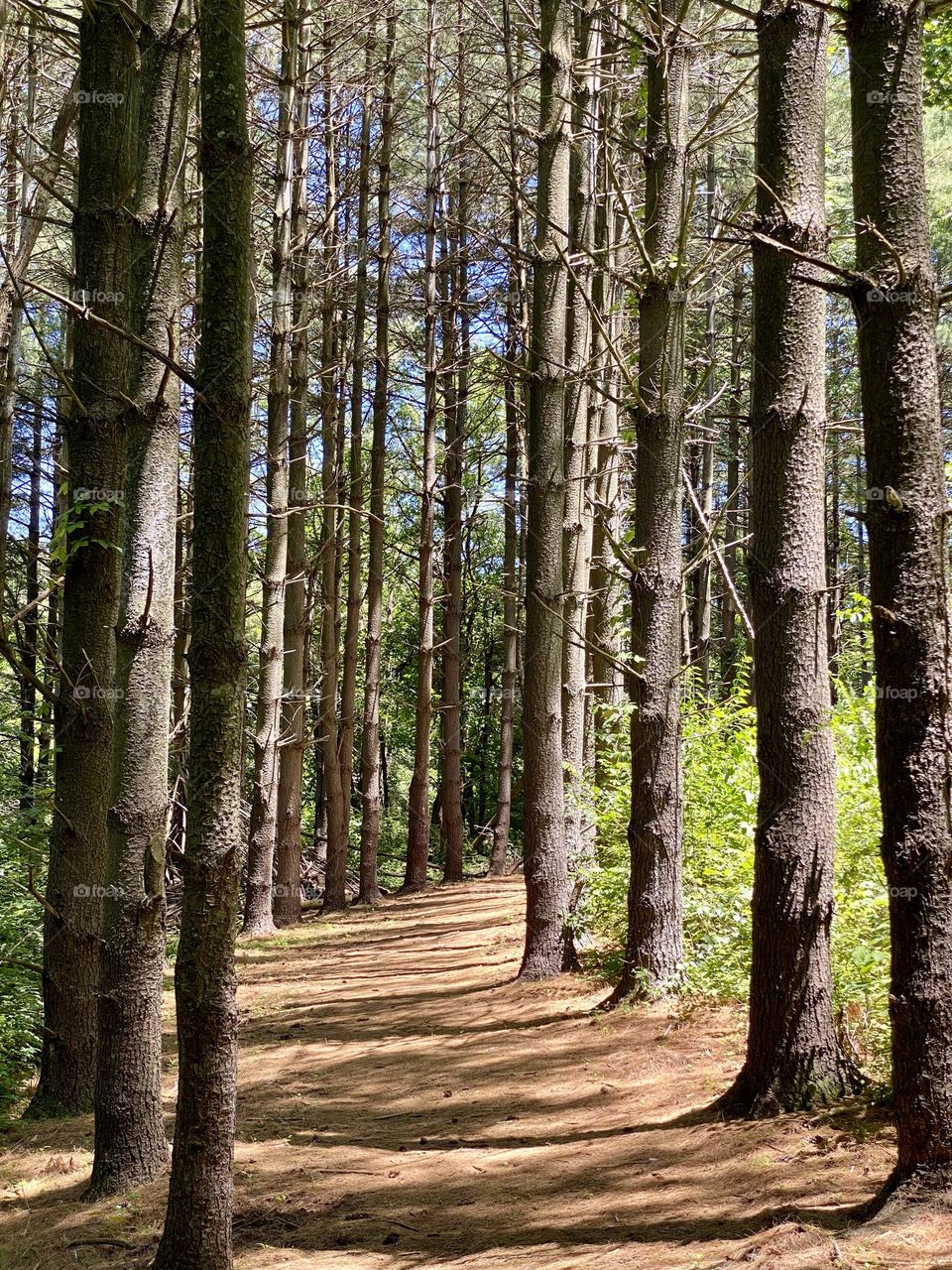 Dappled sunshine on a path through a pine forest