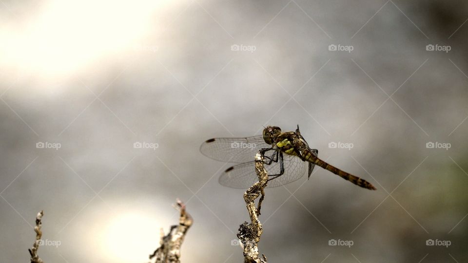Libélula 
Dragón Fly