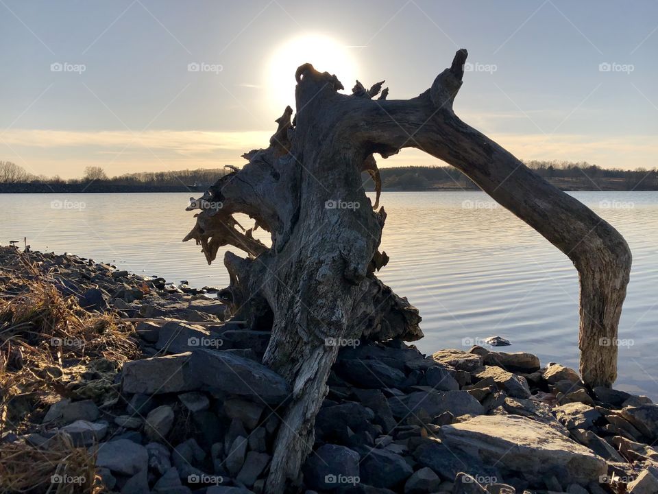 Halo of sunshine surrounds a washed up root ball on rocky shore of this tranquil lake. 