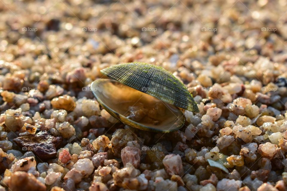 Shell