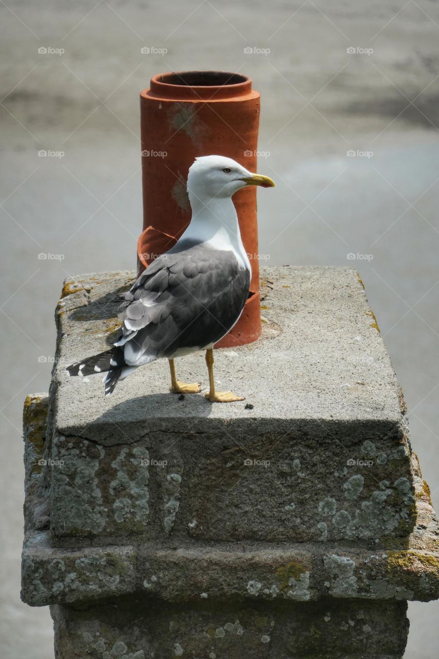 Seagull on a chimney