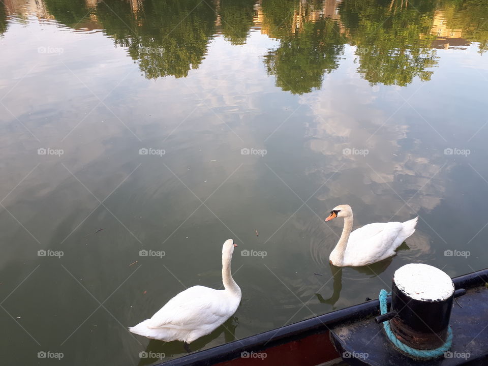 swans in france