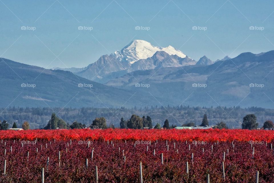 Blueberry bushs in Autumn